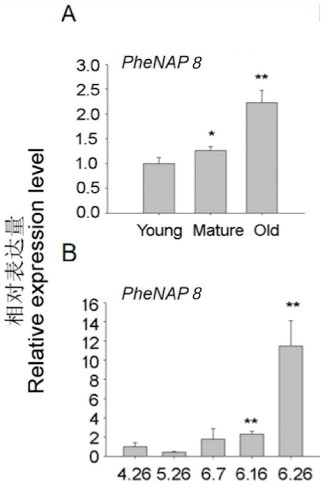 A kind of senescence-related nap transcription factor of moso bamboo and its coding gene and application