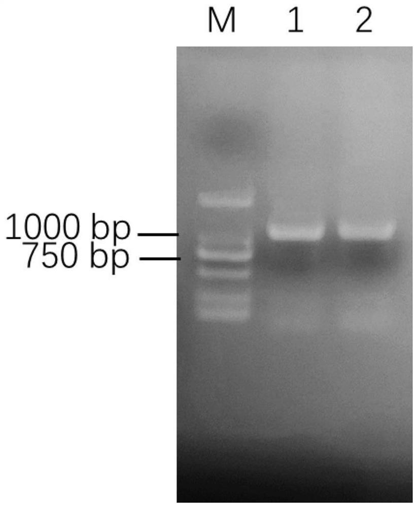 A kind of senescence-related nap transcription factor of moso bamboo and its coding gene and application