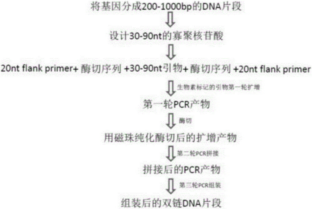 Method for synthesizing nucleotide pools in high-throughput manner by aid of semiconductor chips and assembling double-stranded DNA (deoxyribonucleic acid)