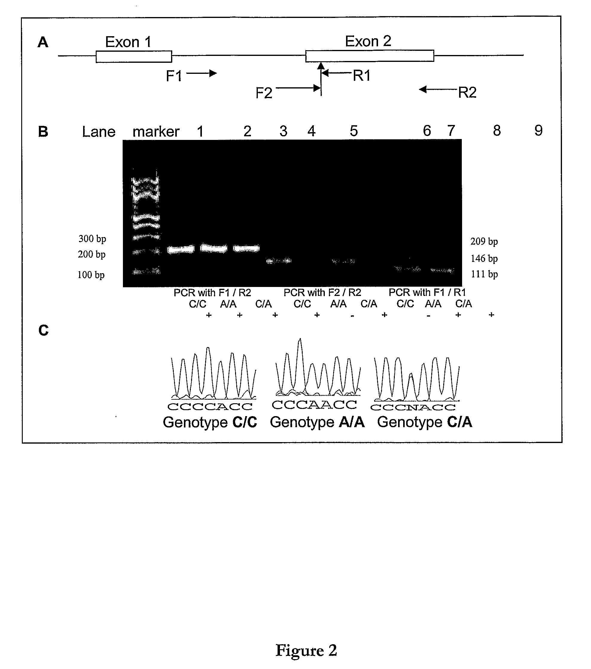 Novel Missense Mutations and Single Nucleotide Polymorphisms in the Rabphillin-3A-Like Gene and Uses Thereof