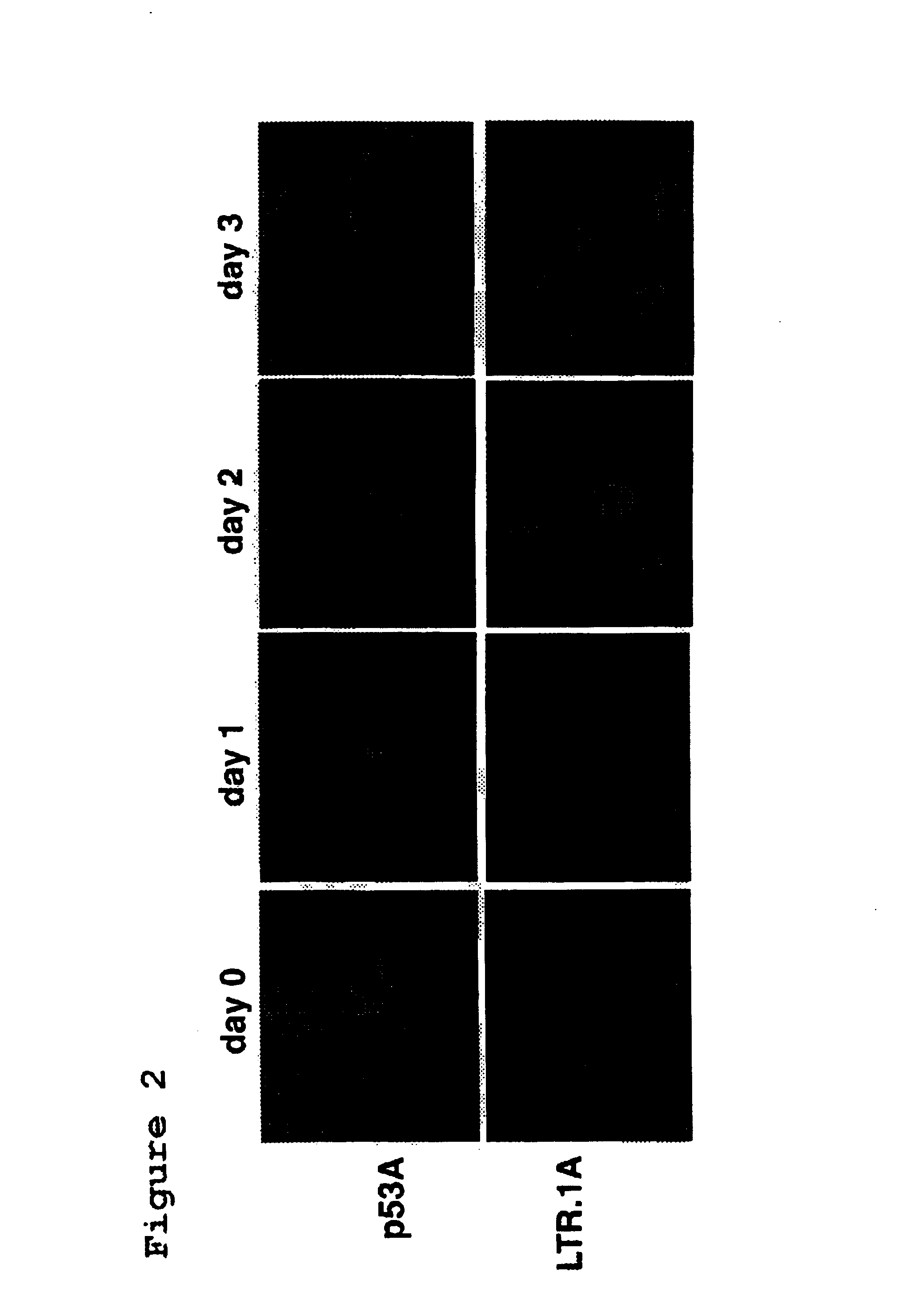 Recombinant cell line and screening method for identifying agents which regulate apoptosis and tumor suppression