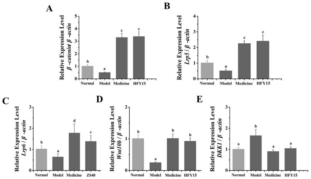 A probiotic and its application in secondary osteoporosis