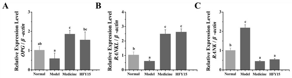 A probiotic and its application in secondary osteoporosis