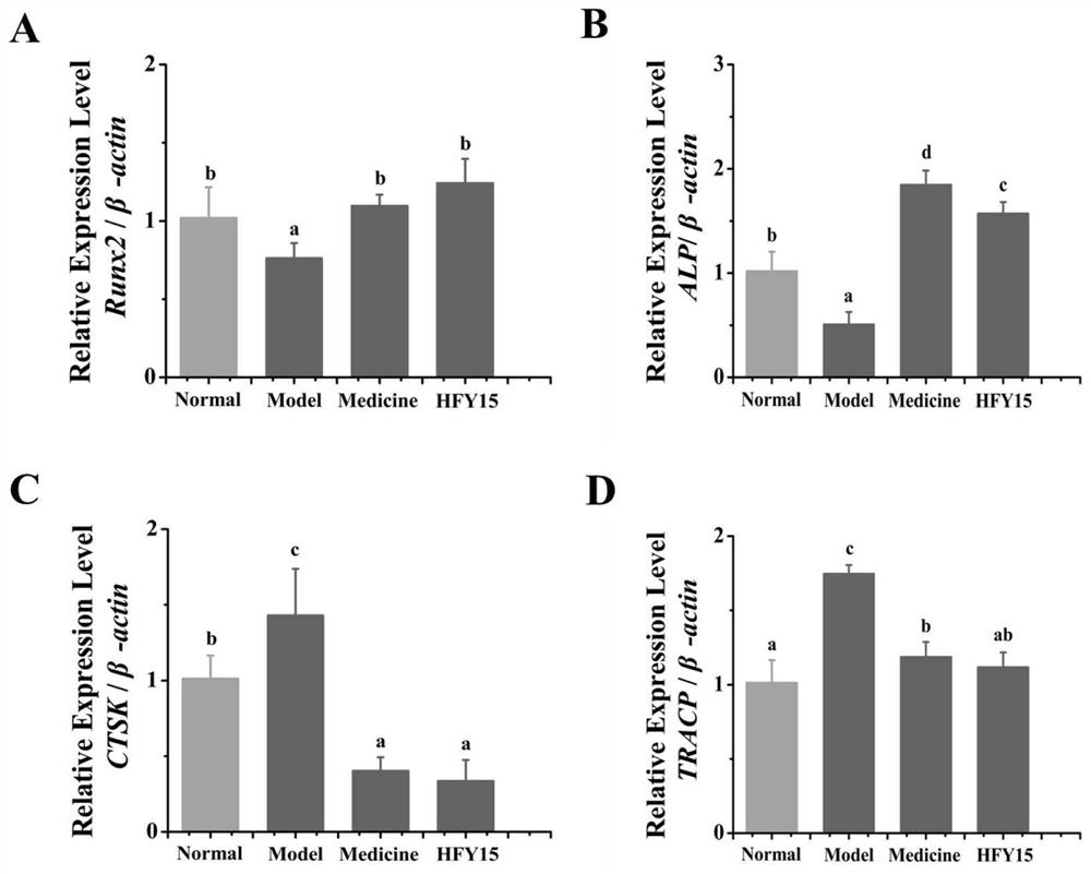 A probiotic and its application in secondary osteoporosis