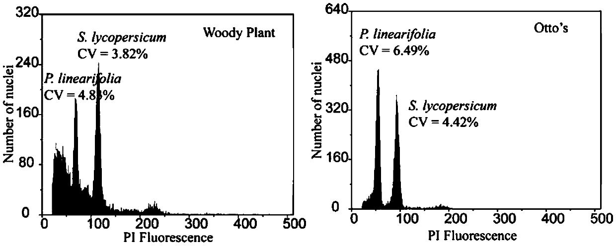 A method for measuring the genome size of Gesneriaceae plants