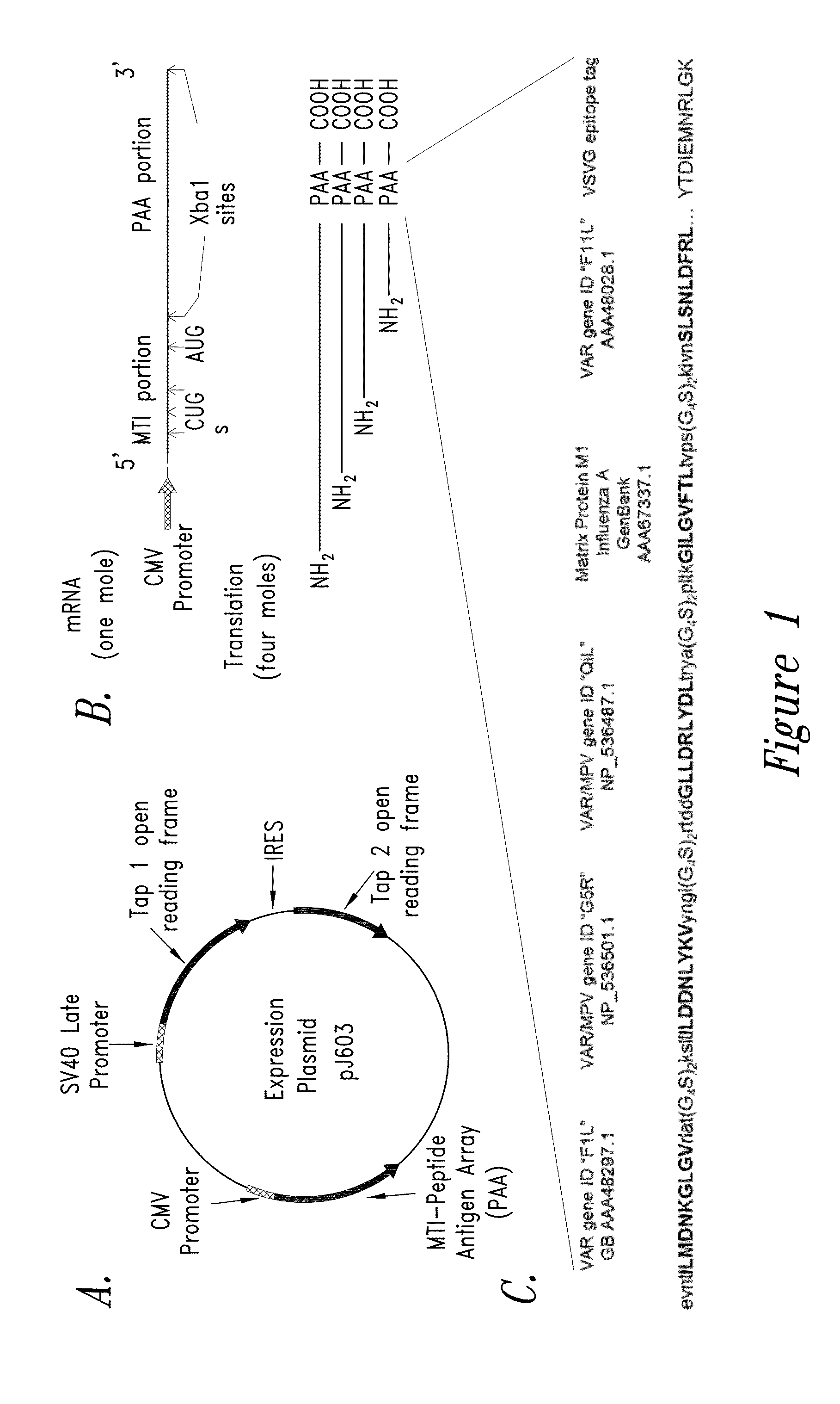 Nucleic acid molecule vaccine compositions and uses thereof