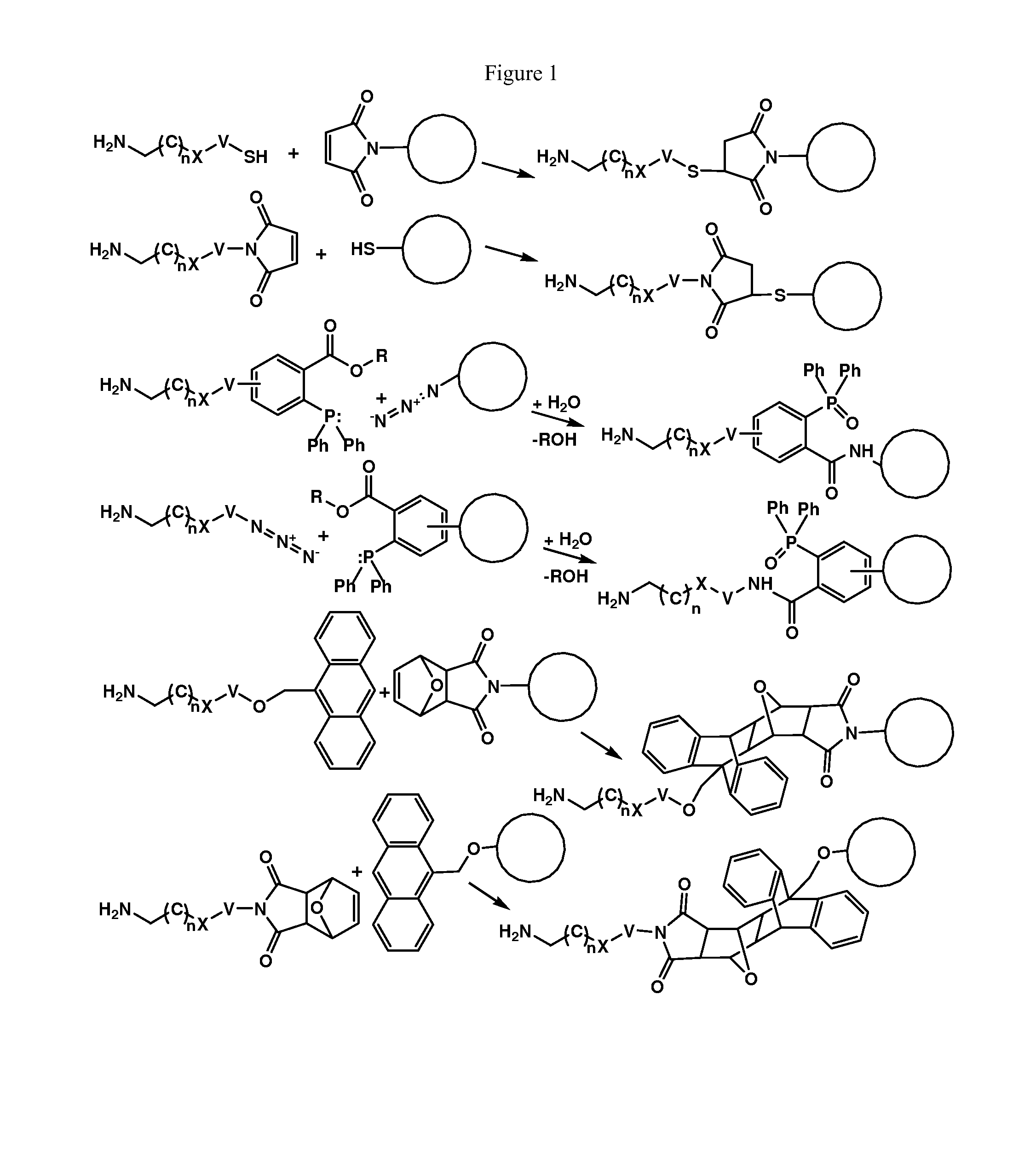 Enzymatic conjugation of antibodies