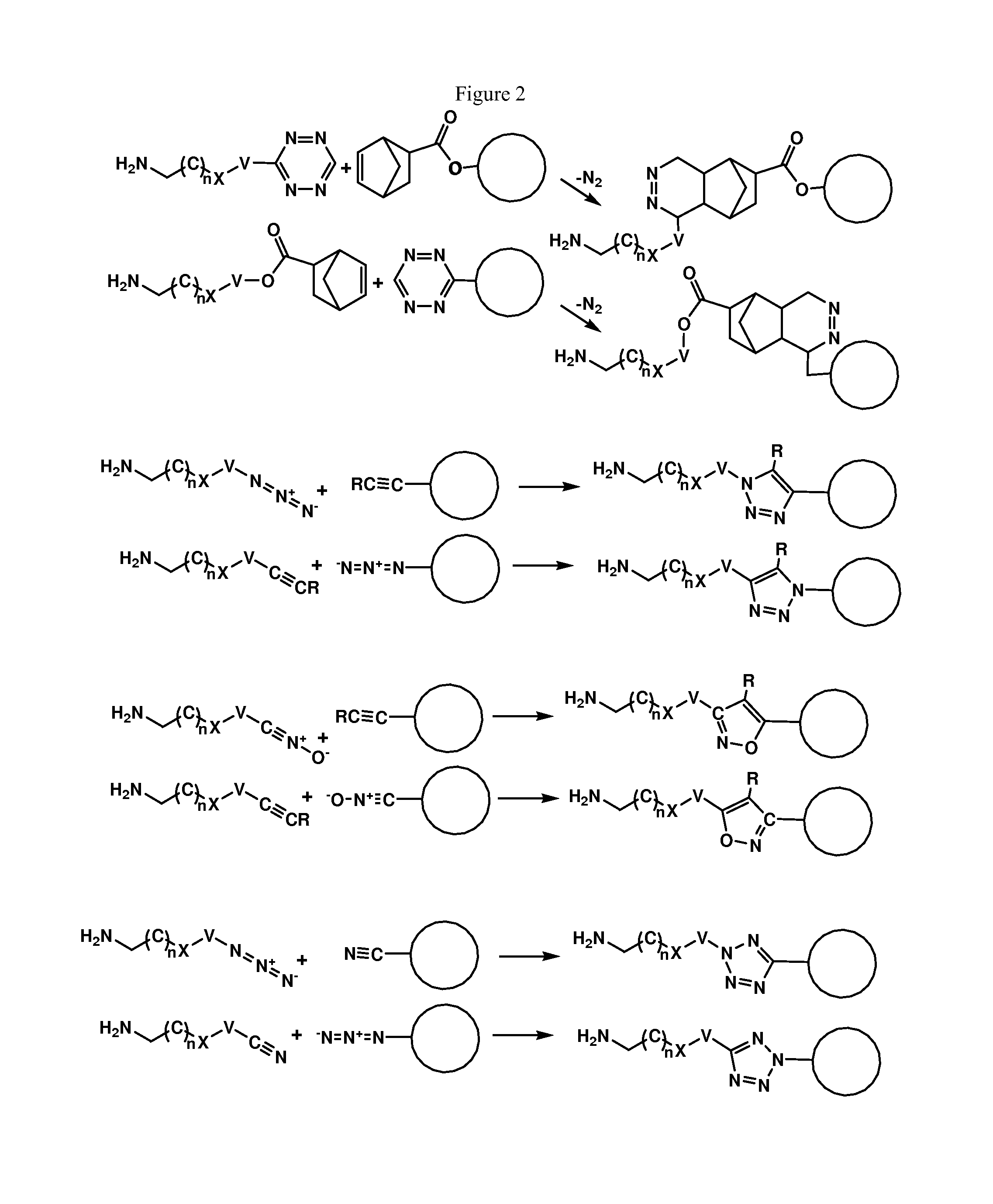 Enzymatic conjugation of antibodies