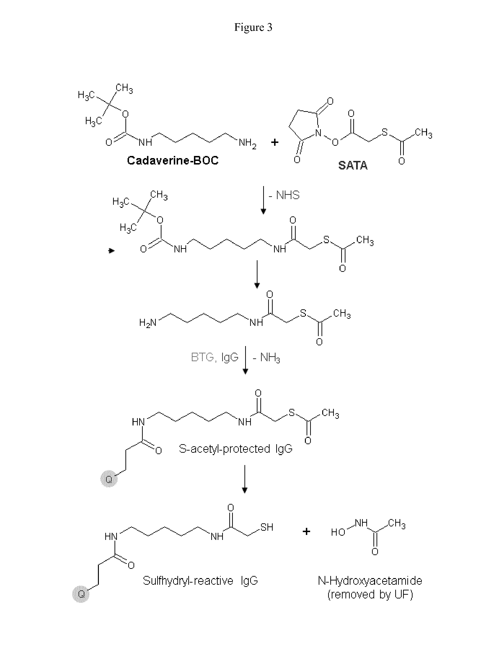 Enzymatic conjugation of antibodies