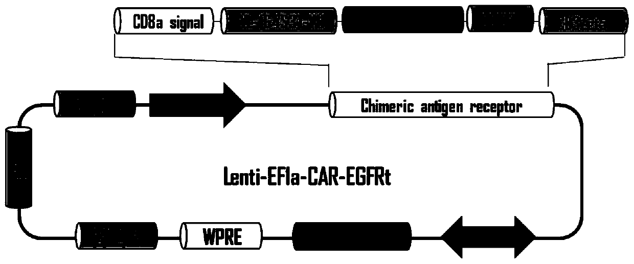 Chimeric antigen receptor and application thereof