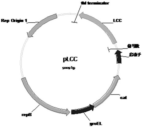 PET degradation biocatalyst and its application