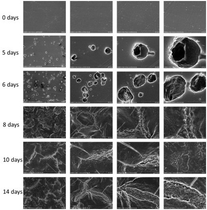 PET degradation biocatalyst and its application