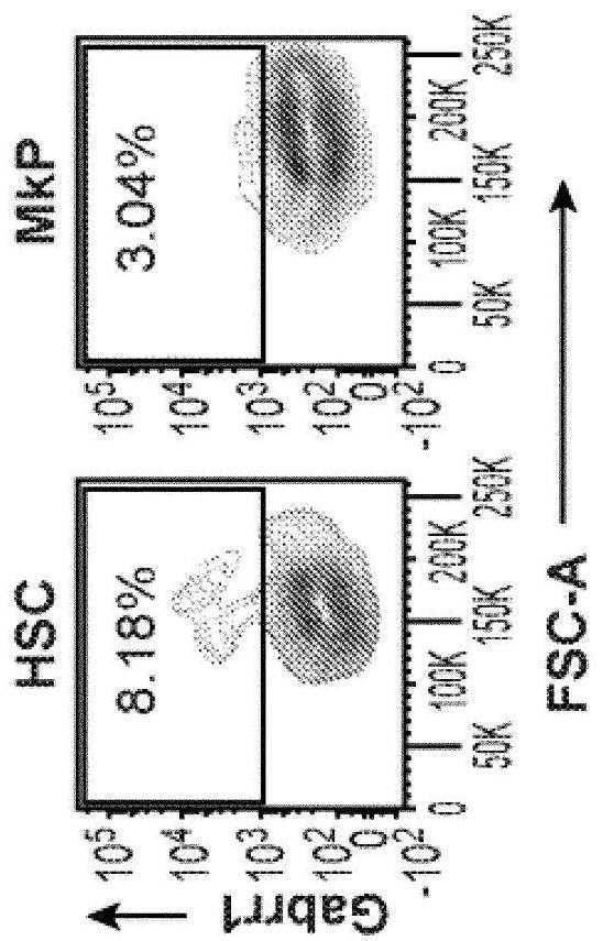 GABA agonists and antagonists to affect differentiation of hematopoietic stem cells and megakaryocyte progenitors