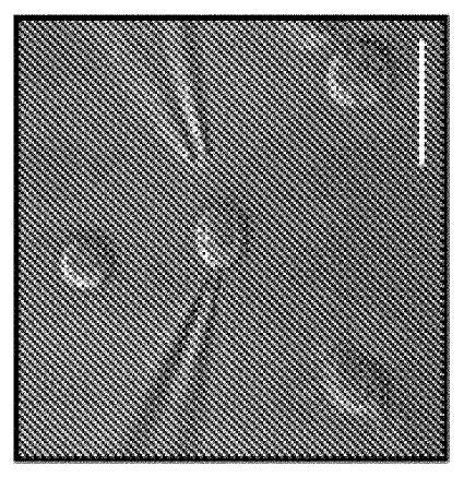 GABA agonists and antagonists to affect differentiation of hematopoietic stem cells and megakaryocyte progenitors