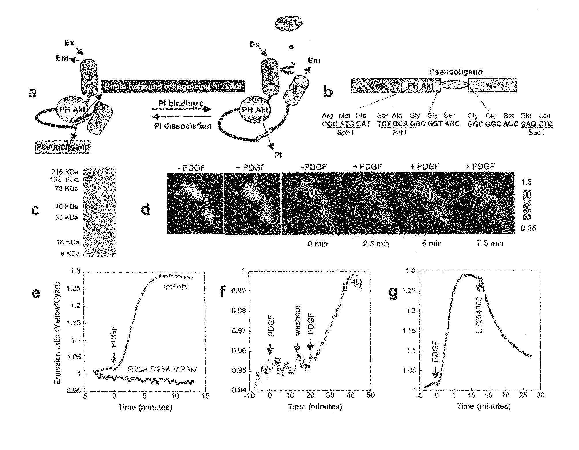 Emission ratiometric indicators of phosphoinositides