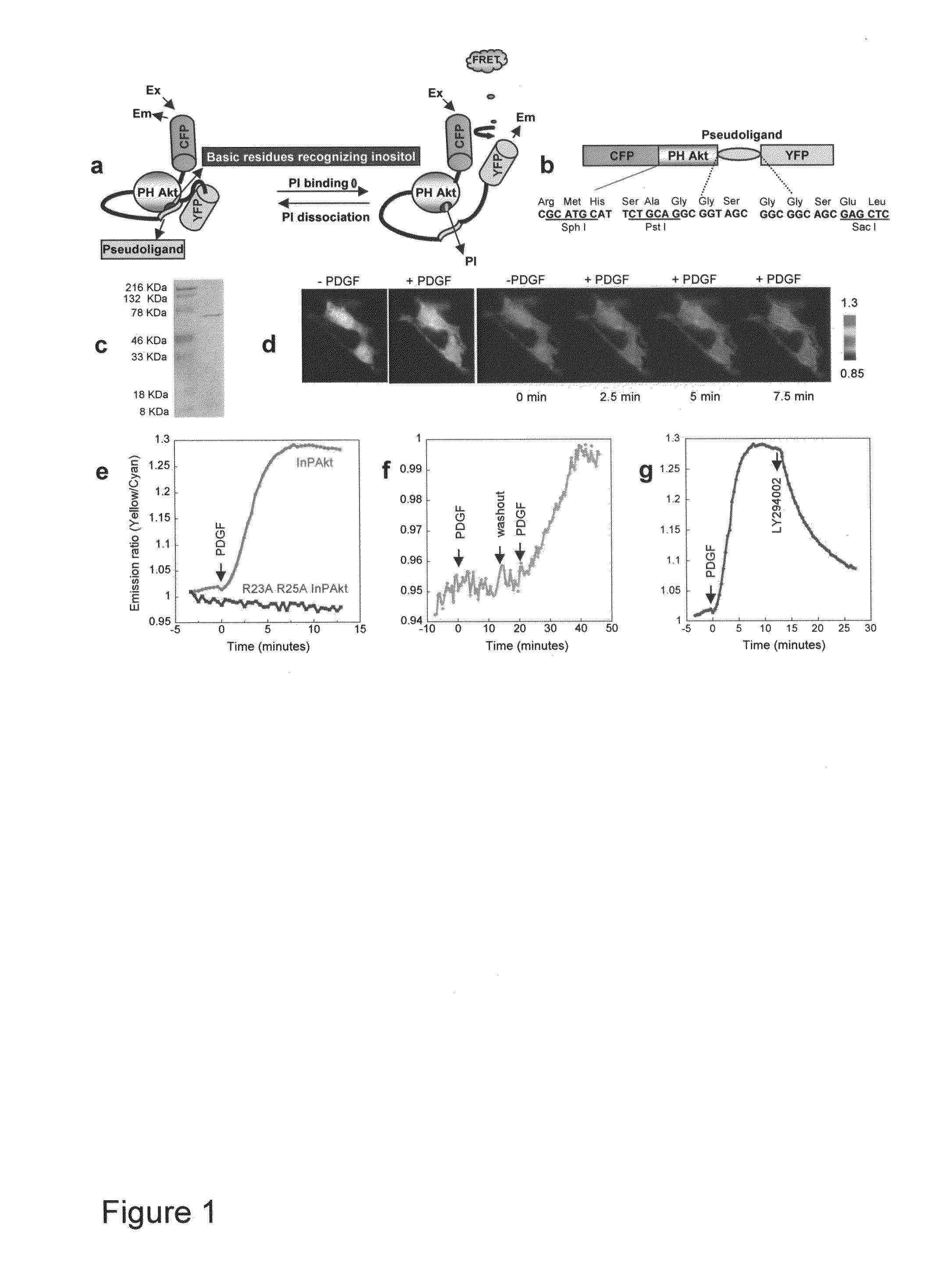 Emission ratiometric indicators of phosphoinositides