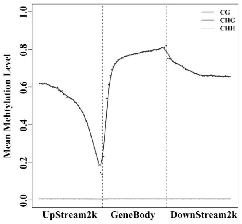 Molecular Markers of DNA Methylation in Large Yellow Croaker and Its Application in Breeding