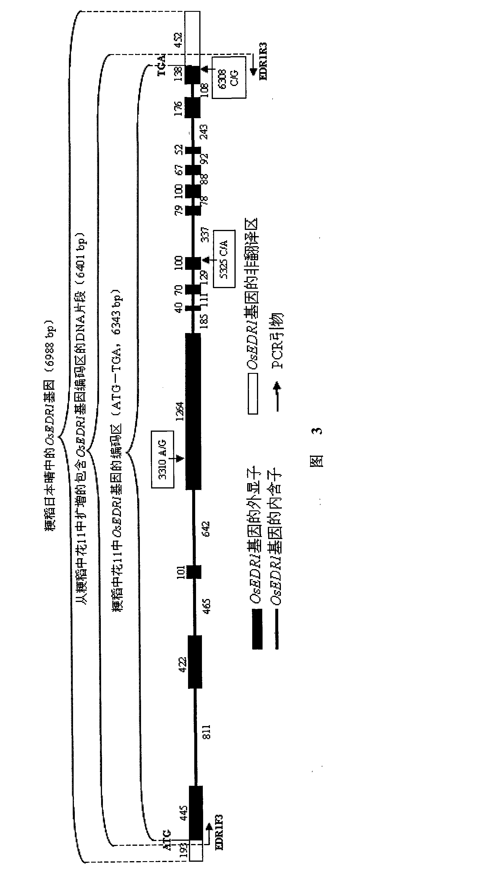 Paddy disease-resistant related gene OsEDR1 and application thereof in improved paddy disease resistance