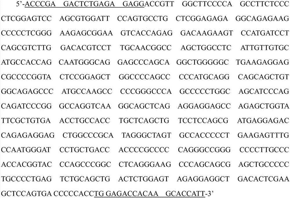 Mouse Shank 3 gene cRNA probe and in-situ hybridization color development method