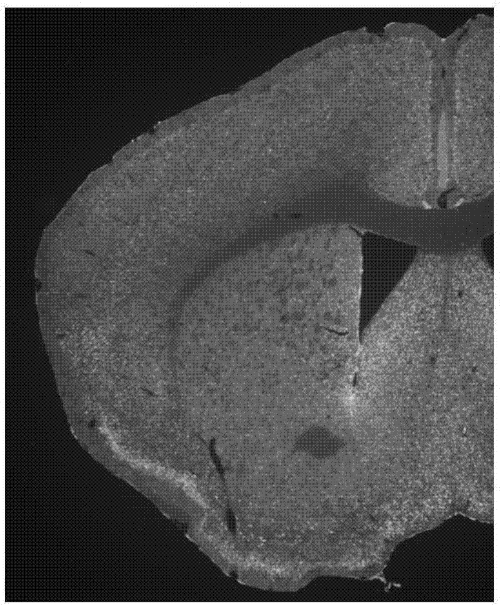 Mouse Shank 3 gene cRNA probe and in-situ hybridization color development method