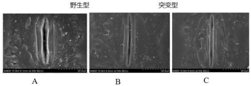 Key gene of methylation of side chains of corn xylan, expression vector and application