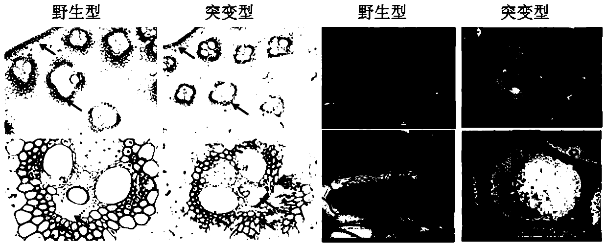 Key gene of methylation of side chains of corn xylan, expression vector and application