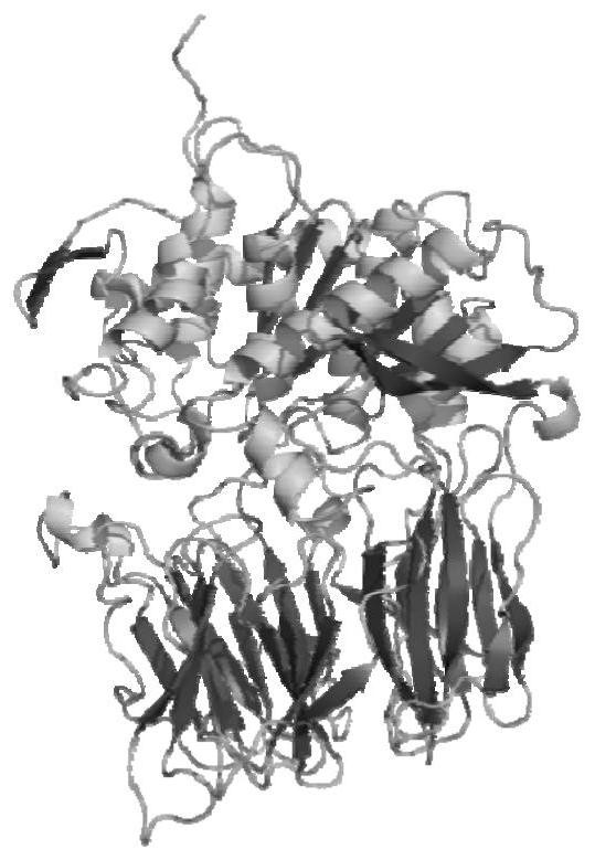 A molecular modification design method for improving the catalytic efficiency of prolyl endopeptidase