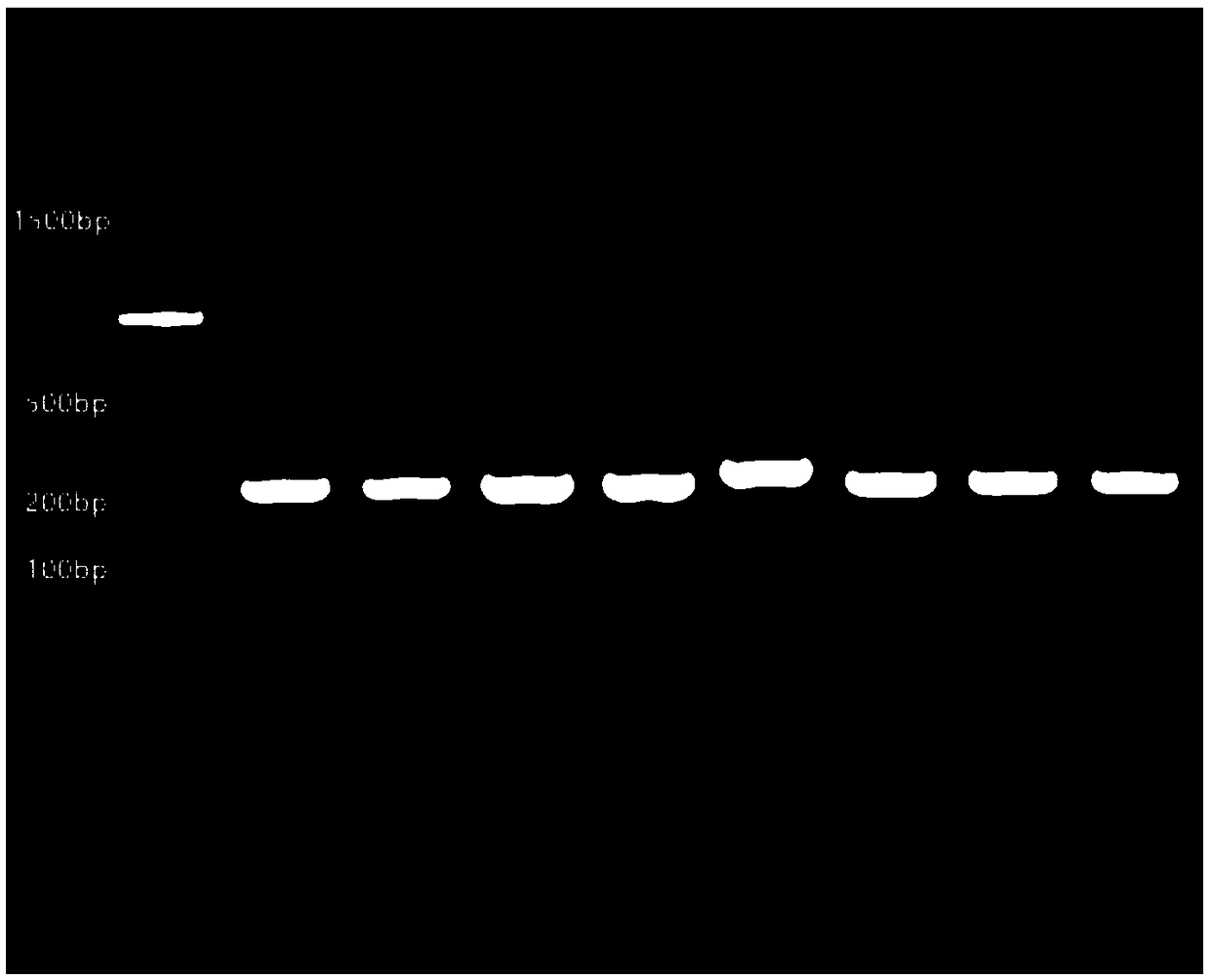 Precursor gene of hickory micro159a and application thereof to advancing of plant flowering