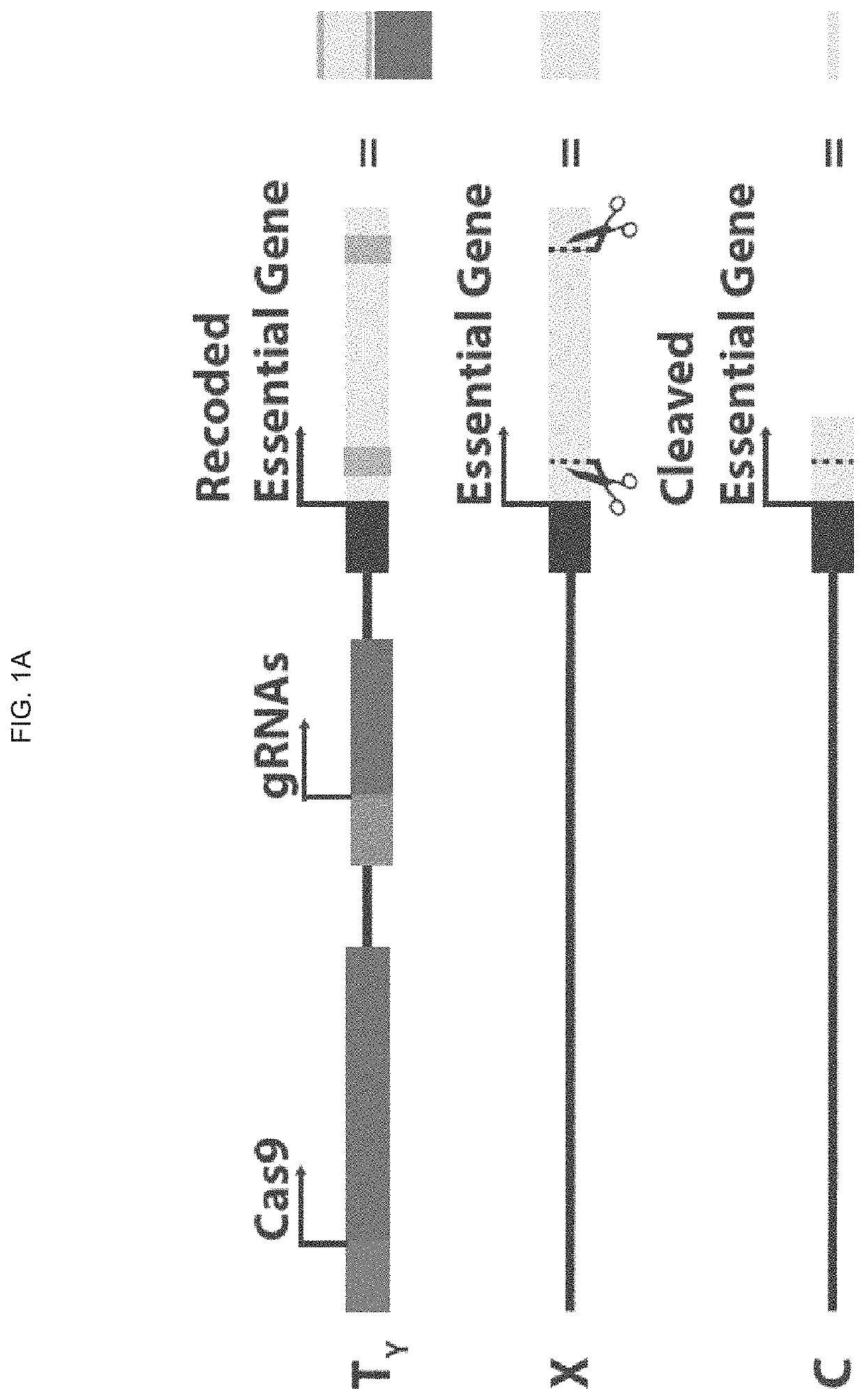 DNA sequence modification-based gene drive