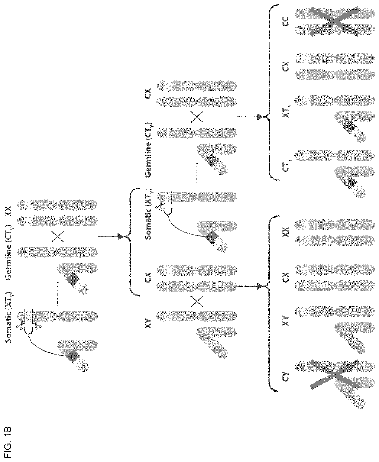 DNA sequence modification-based gene drive