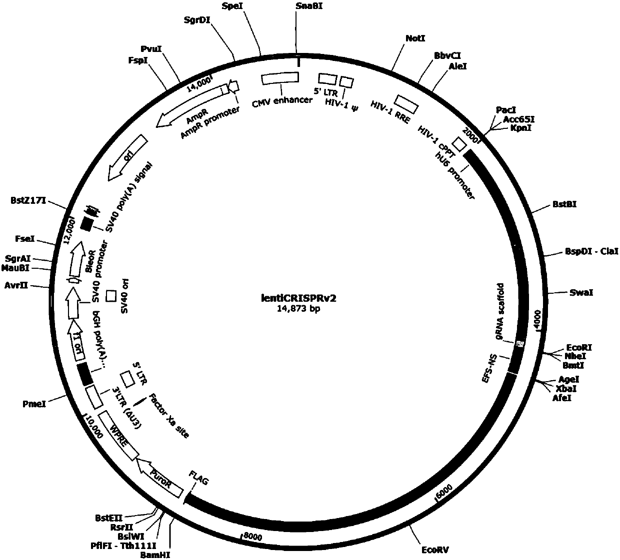 CRISPR/Cas9 targeted knockout human intestinal cancer cell RITA gene and specific sgRNA thereof