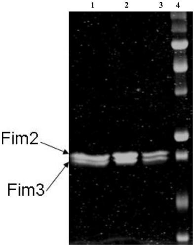 Method for removing pertussis component pilin 2/3 endotoxin