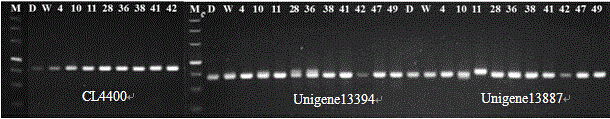 Primers for detecting SSR (simple sequence repeat) marks of prunus pseudocerasus