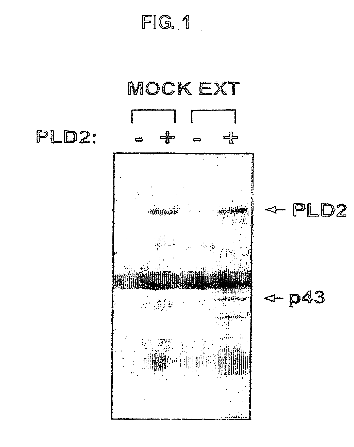 Peptide complexes containing phospholipase d