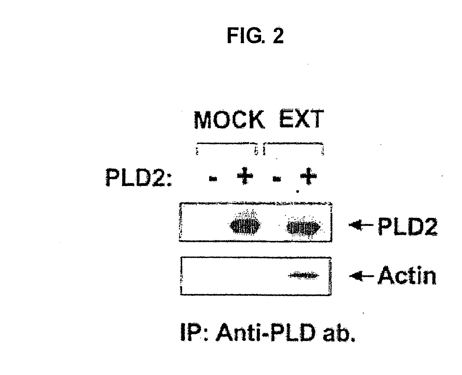 Peptide complexes containing phospholipase d