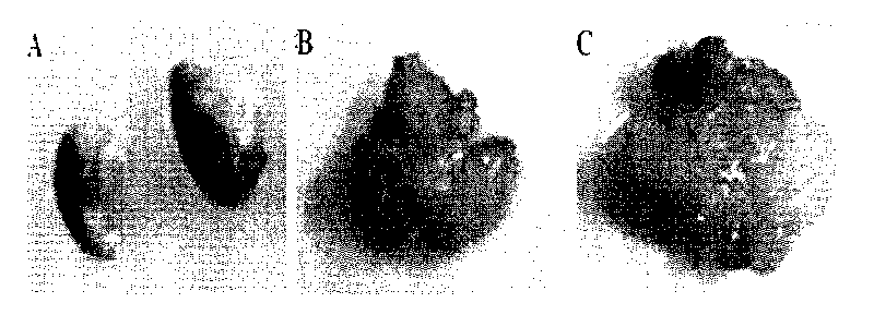 Japanese encephalitis virus JEV replicon vector and application thereof