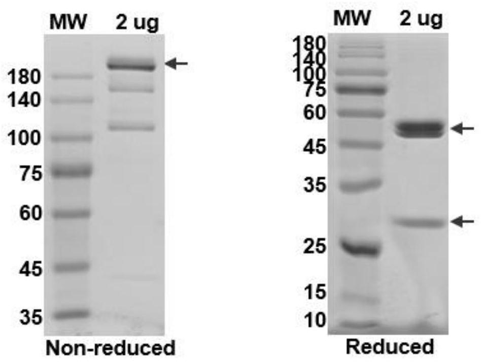 Dual-specific fusion protein antibody for treating intestinal cancer and application of dual-specific fusion protein antibody