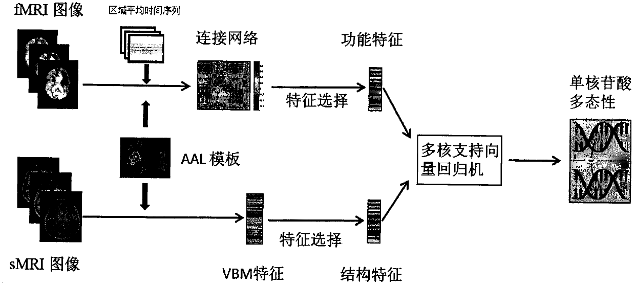 Novel genotype analysis method based on multimodal brain images