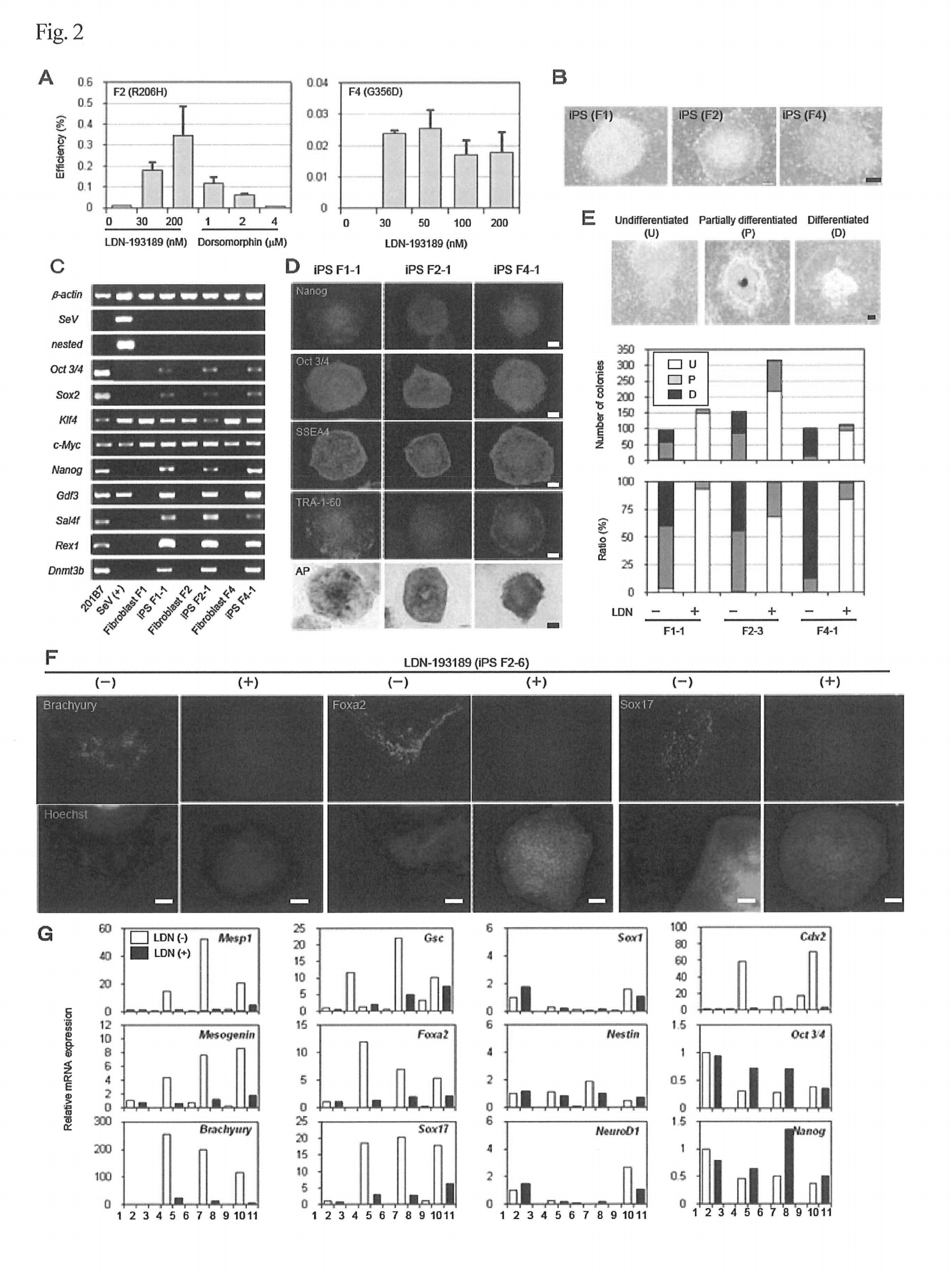 Method of screening for substances capable of promoting induction of induced pluripotent stem cells