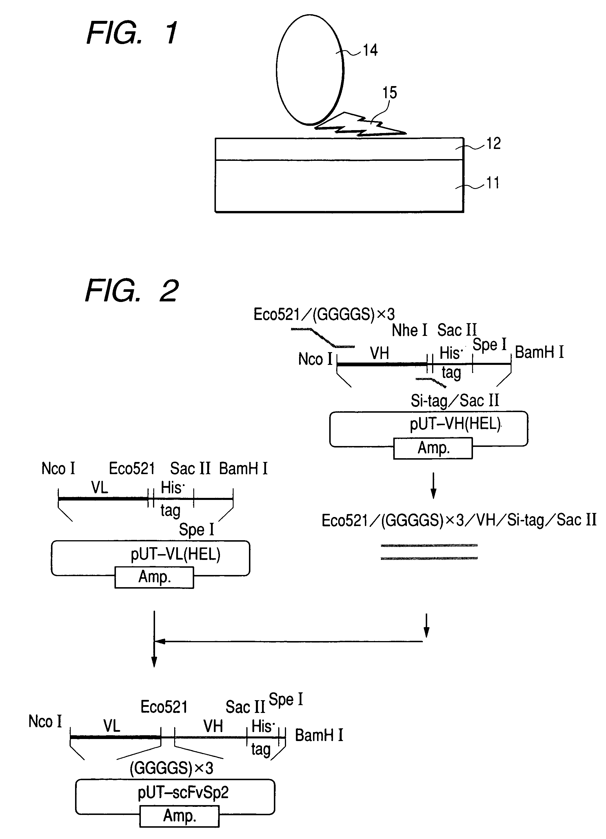 Organic material-immobiling structure and method for production of the same, and peptide and DNA therefor