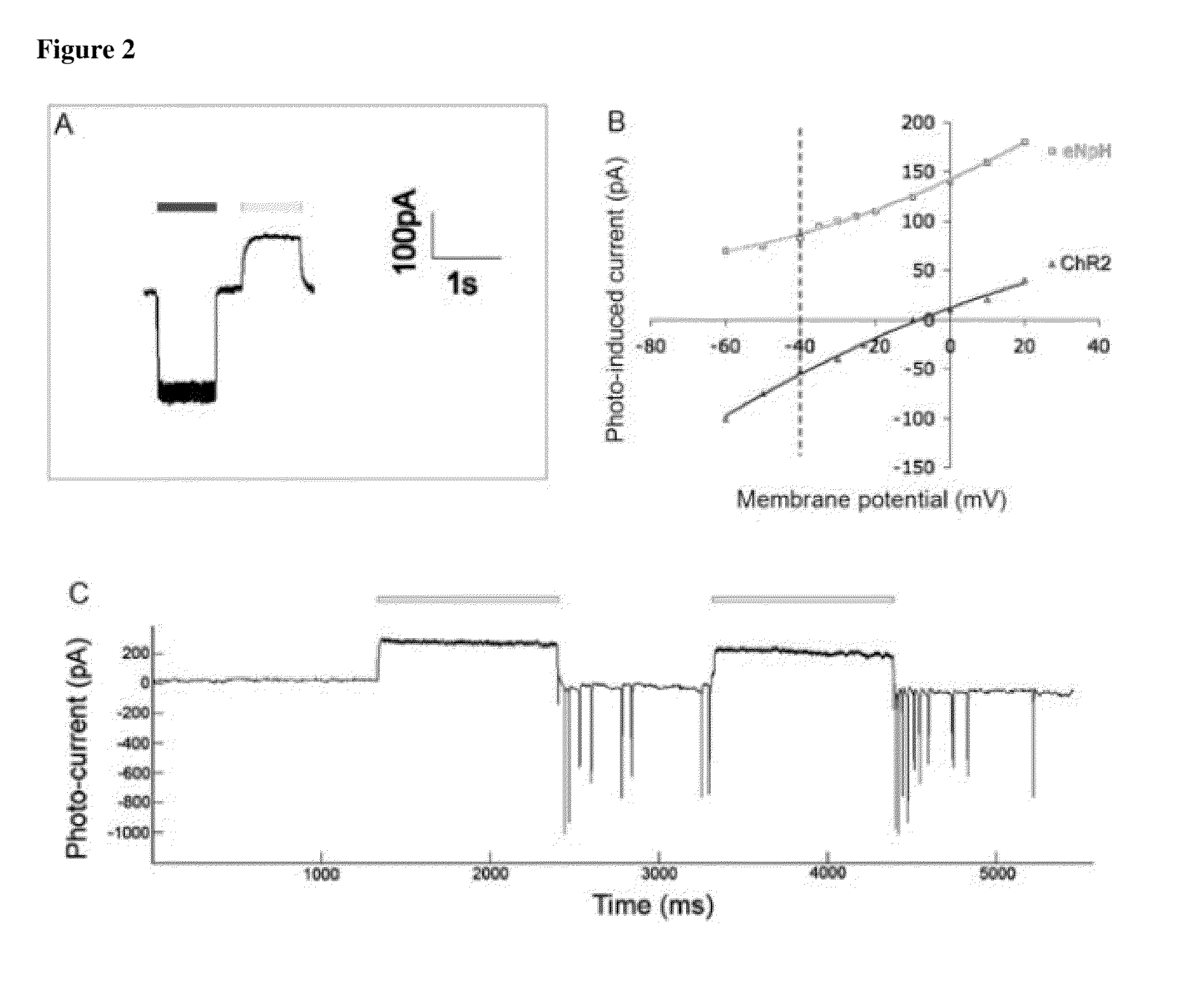 Neuromodulators and Methods of Use