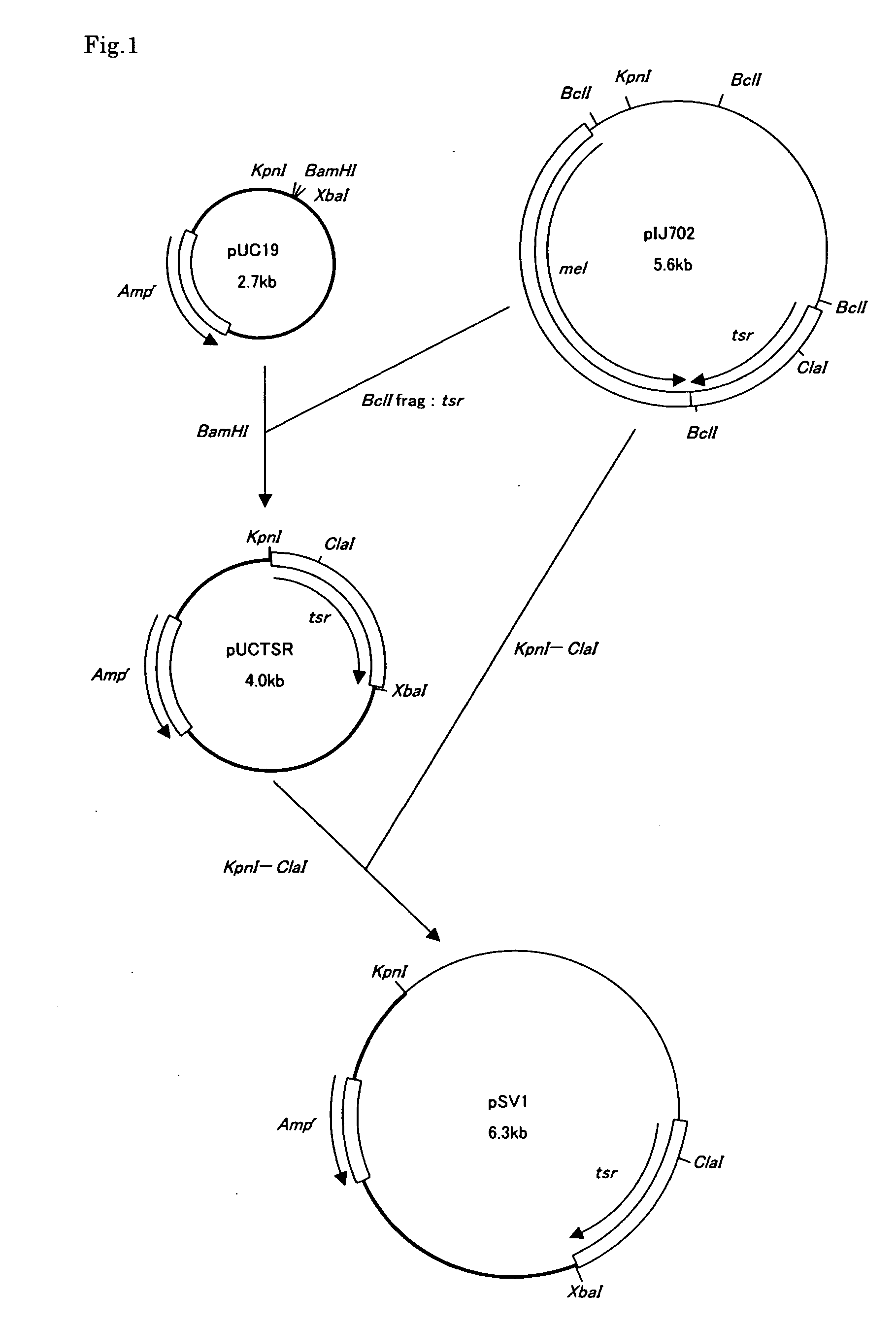 Transglutaminase-producing strain