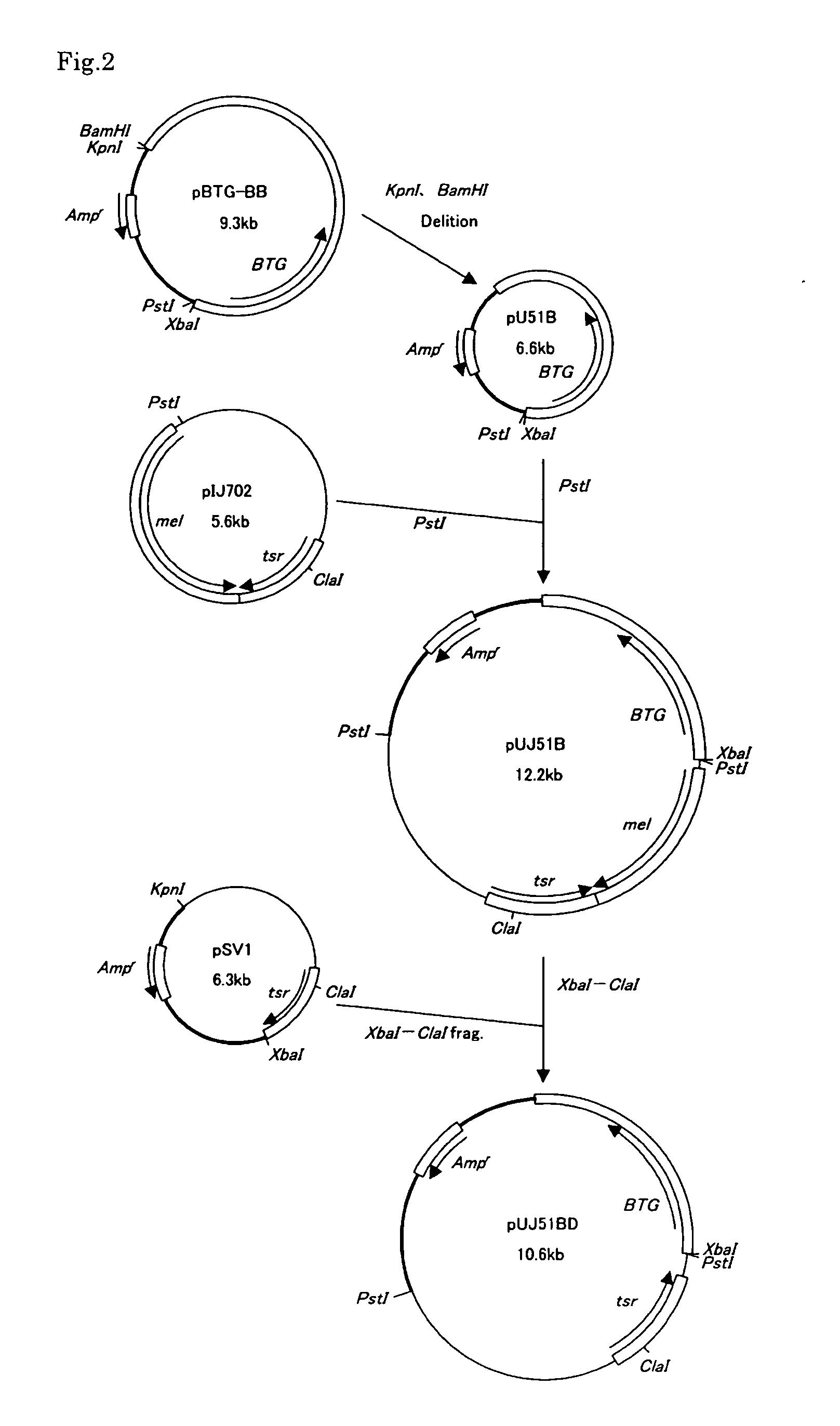 Transglutaminase-producing strain