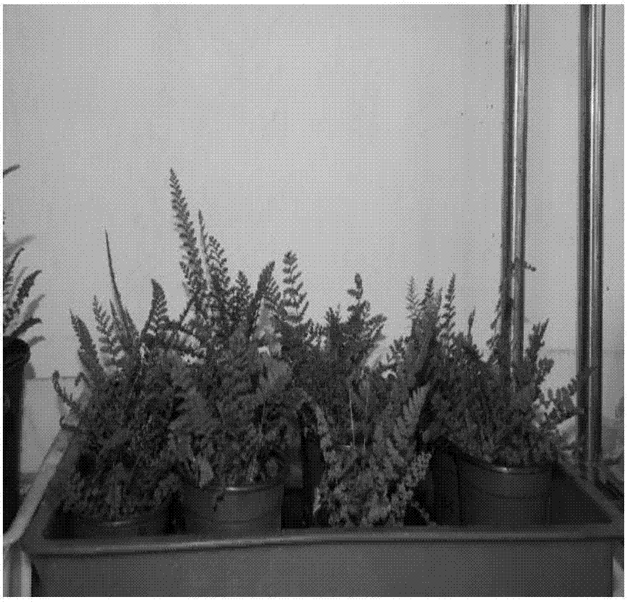 Industrialized seedling production and artificial cultivation method of dryopteris fragrans