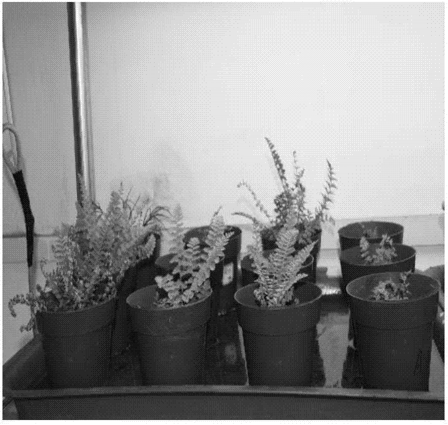 Industrialized seedling production and artificial cultivation method of dryopteris fragrans