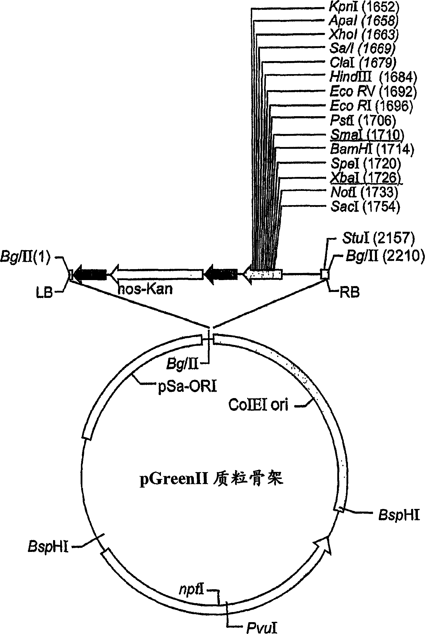 Production of high mannose proteins in plant culture