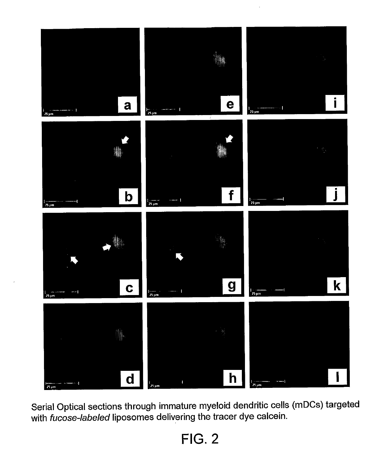 Carbohydrate-Derivatized Liposomes for Targeting Cellular Carbohydrate Recognition Domains of Ctl/Ctld Lectins, and Intracellular Delivery of Therapeutically Active Compounds