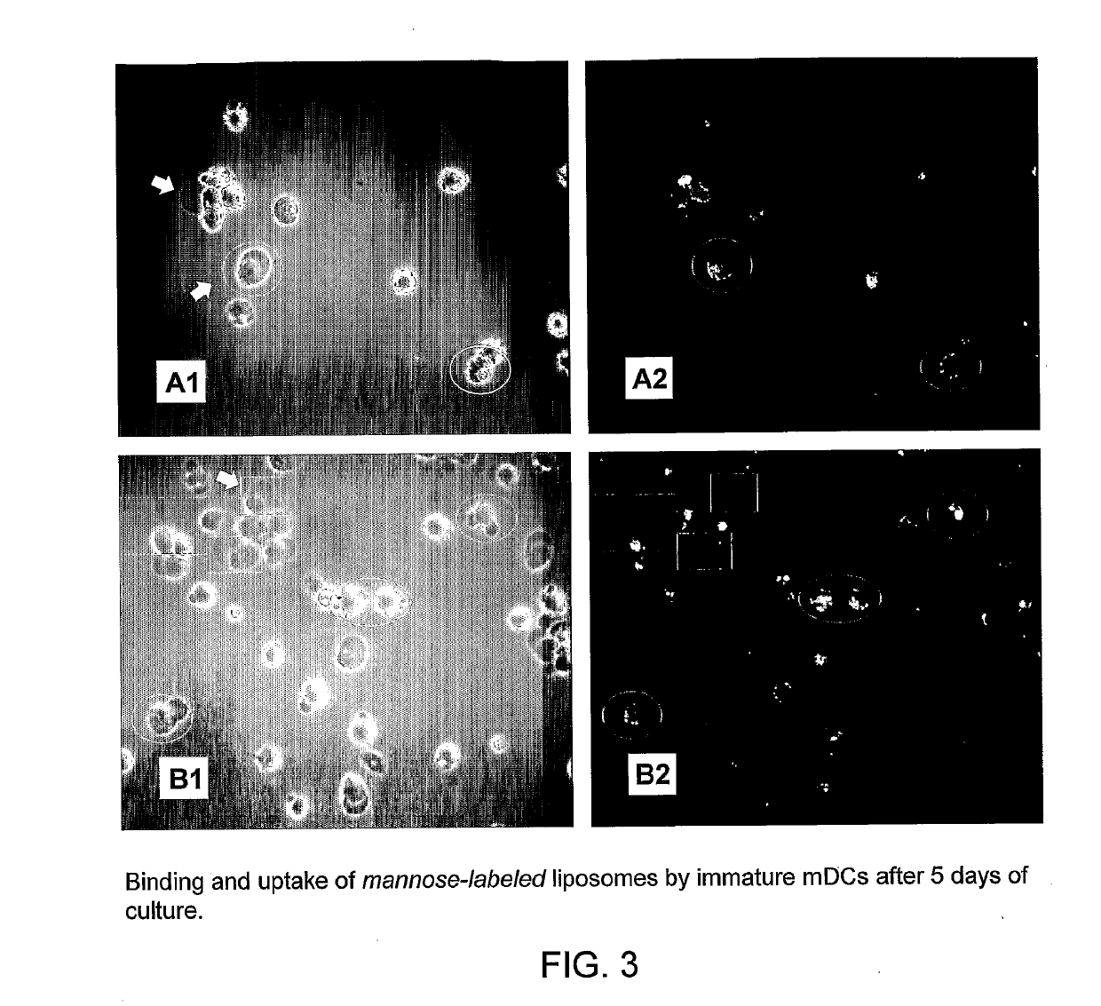 Carbohydrate-Derivatized Liposomes for Targeting Cellular Carbohydrate Recognition Domains of Ctl/Ctld Lectins, and Intracellular Delivery of Therapeutically Active Compounds