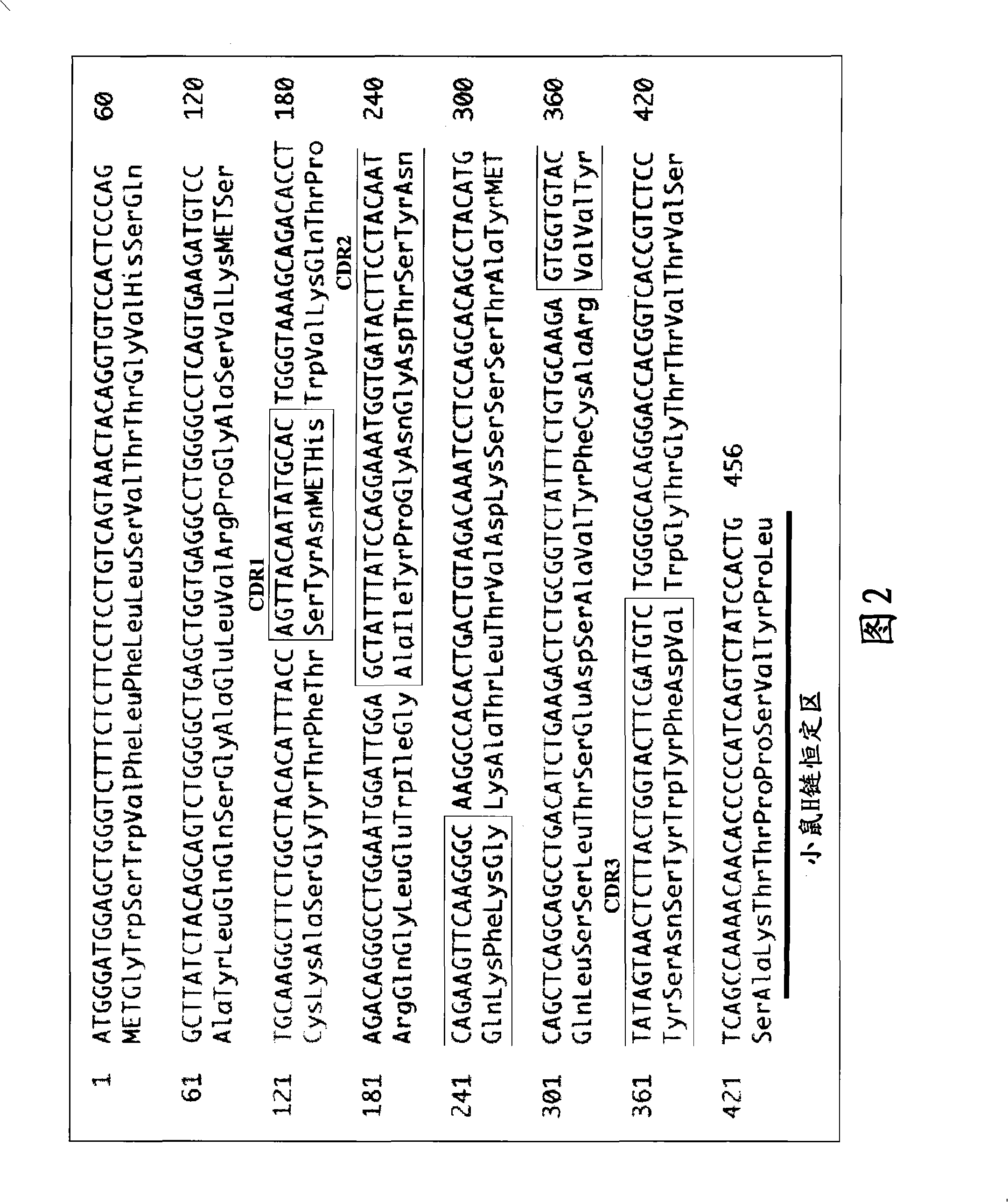 Antibody having enhanced adcc activity and method for production thereof