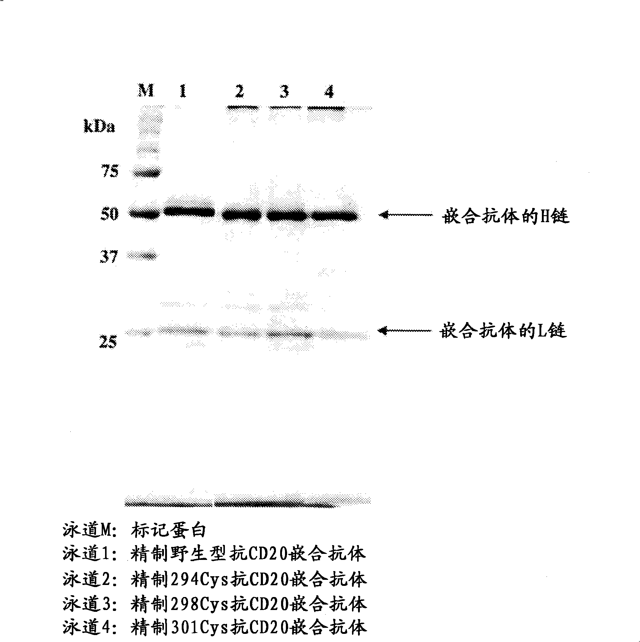 Antibody having enhanced adcc activity and method for production thereof